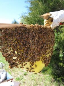 Why Not a Warre Hive? Image